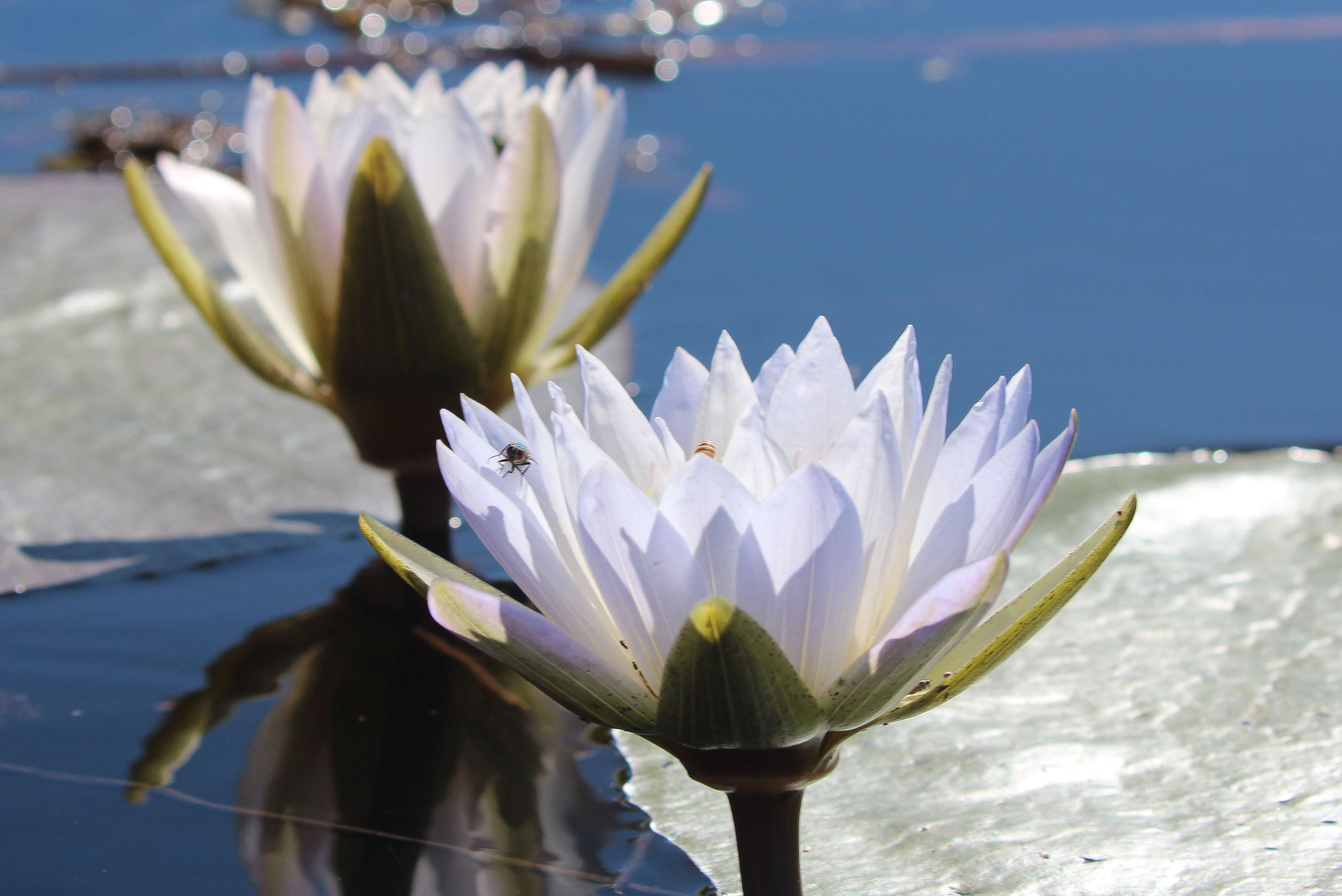 Image of Nymphaea