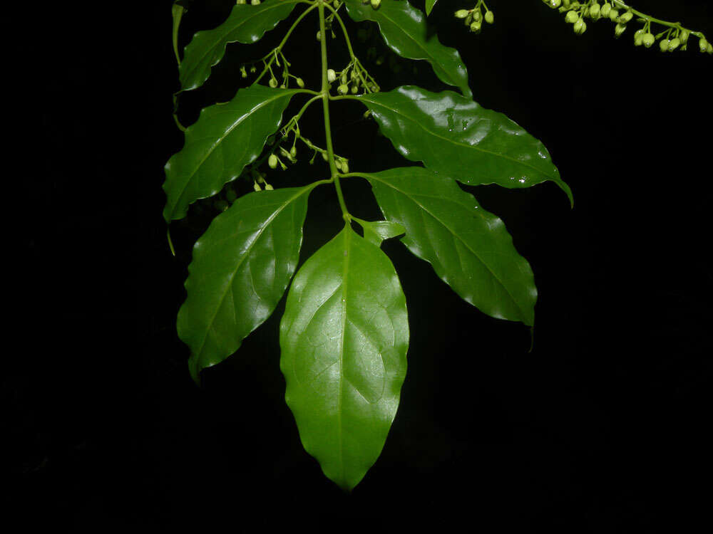 Image of West Indian milkberry