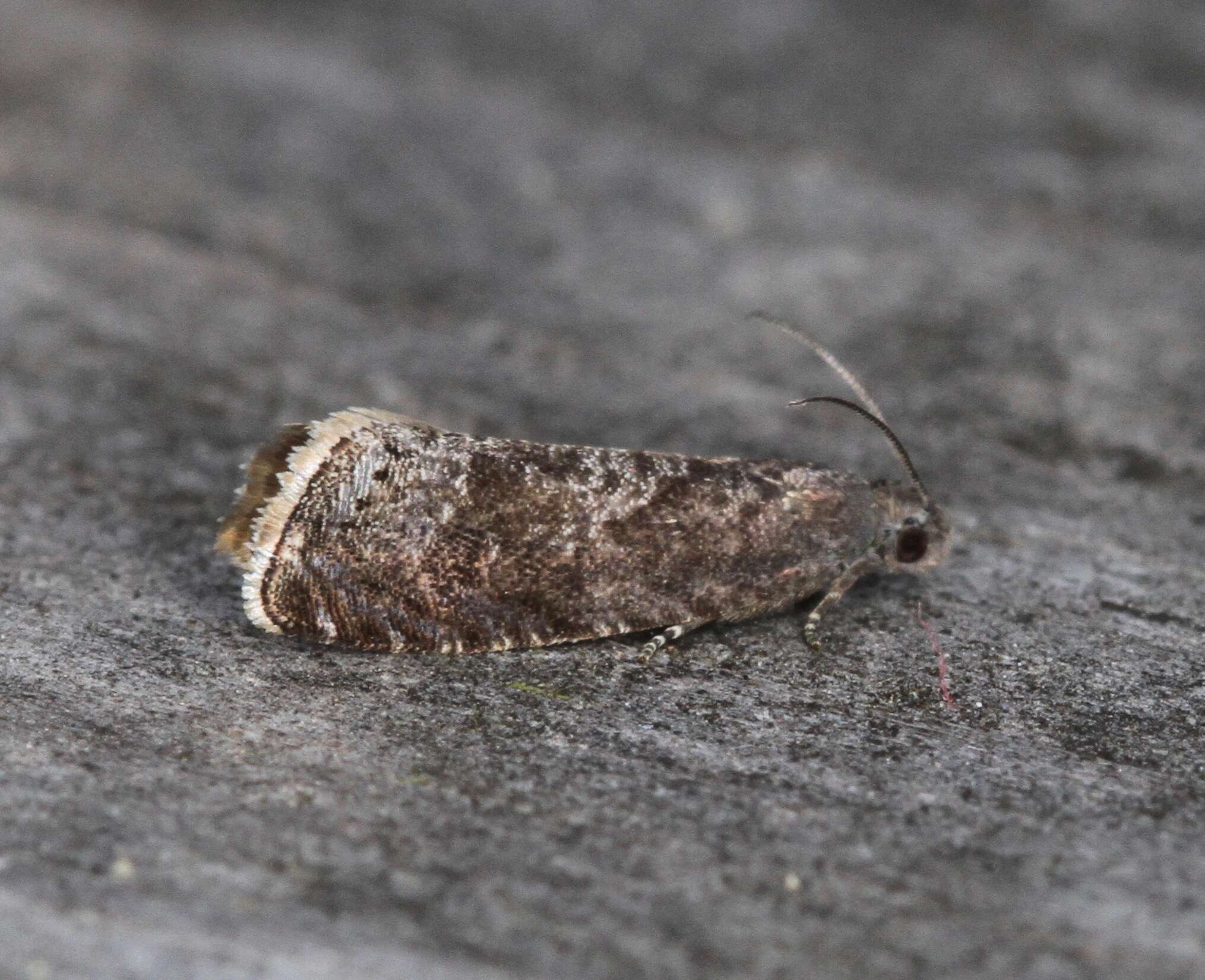 Image of Moth