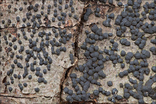 Image of Jackrogersella cohaerens (Pers.) L. Wendt, Kuhnert & M. Stadler 2017