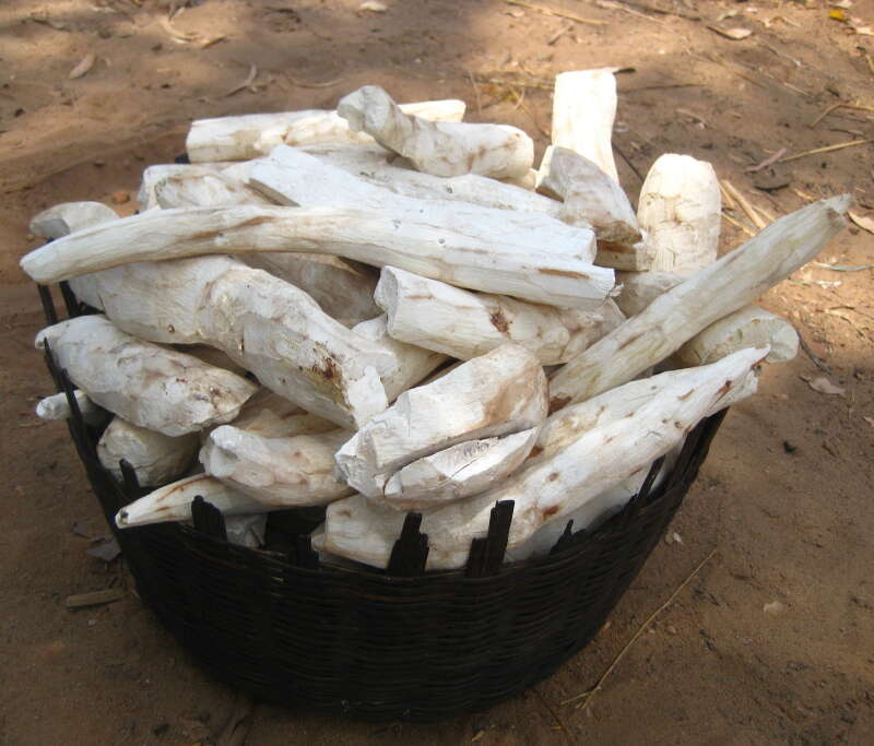 Image of cassava