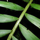 Image of Amargo Palm