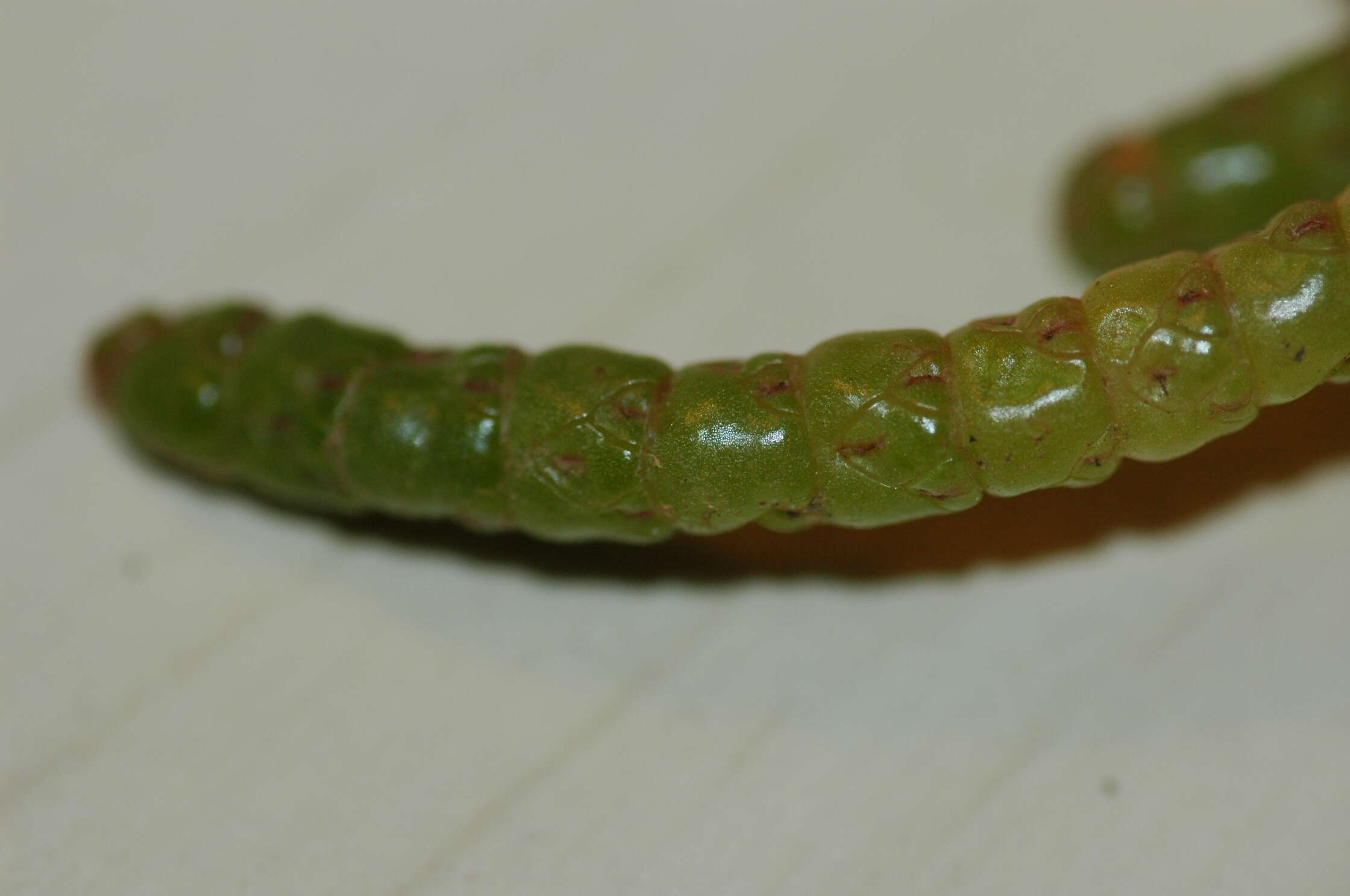 Image of Glasswort