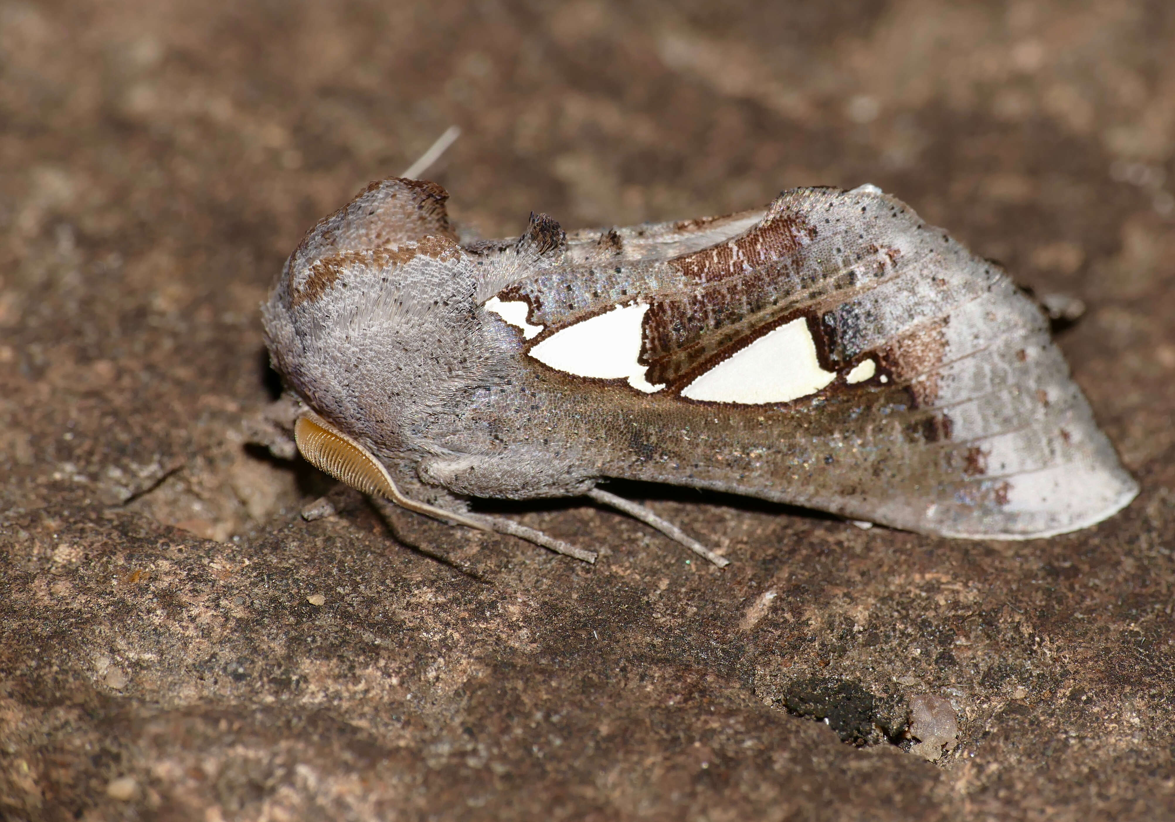 Image of Fruit-piercing Moths