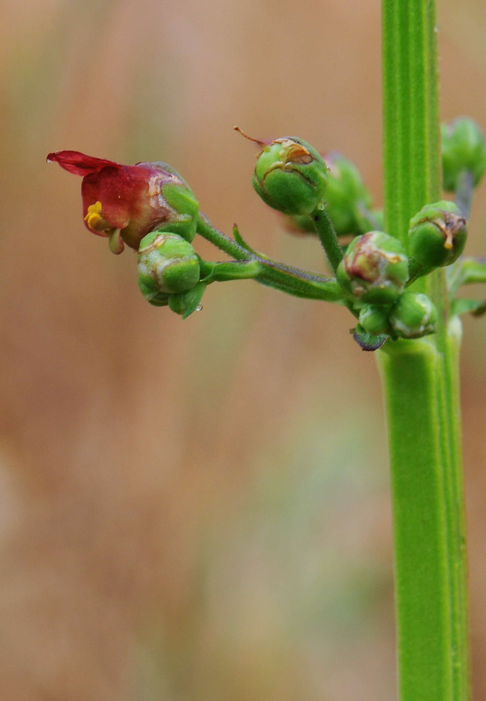 Image of Water figwort