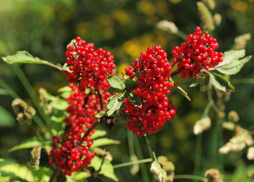 Image of Red-berried Elder