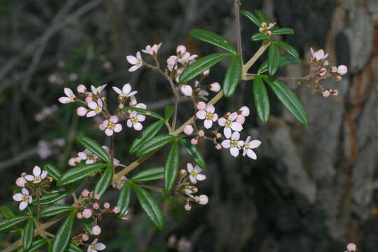 Image of Zieria compacta C. T. White