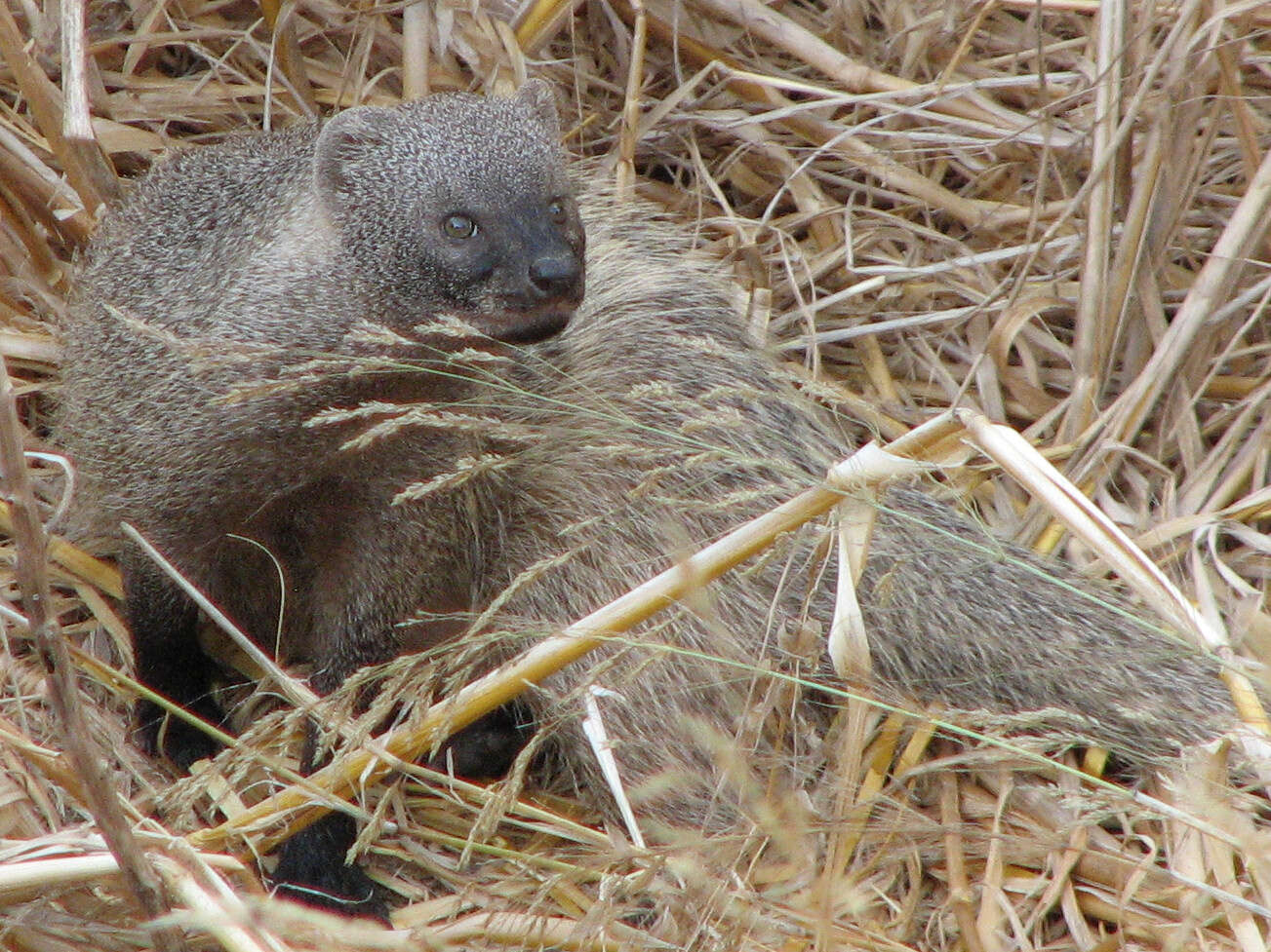 Image of Common Mongooses