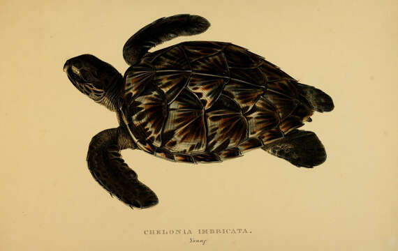 Image of Eretmochelys