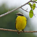 Image of Rusty-margined Flycatcher