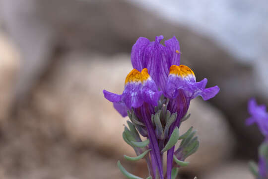 Image of Alpine toadflax