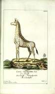 Image of Giraffe