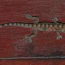 Image of Spotted House Gecko