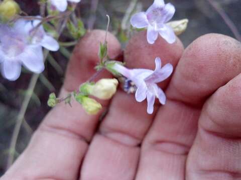 Слика од Penstemon triphyllus Dougl.