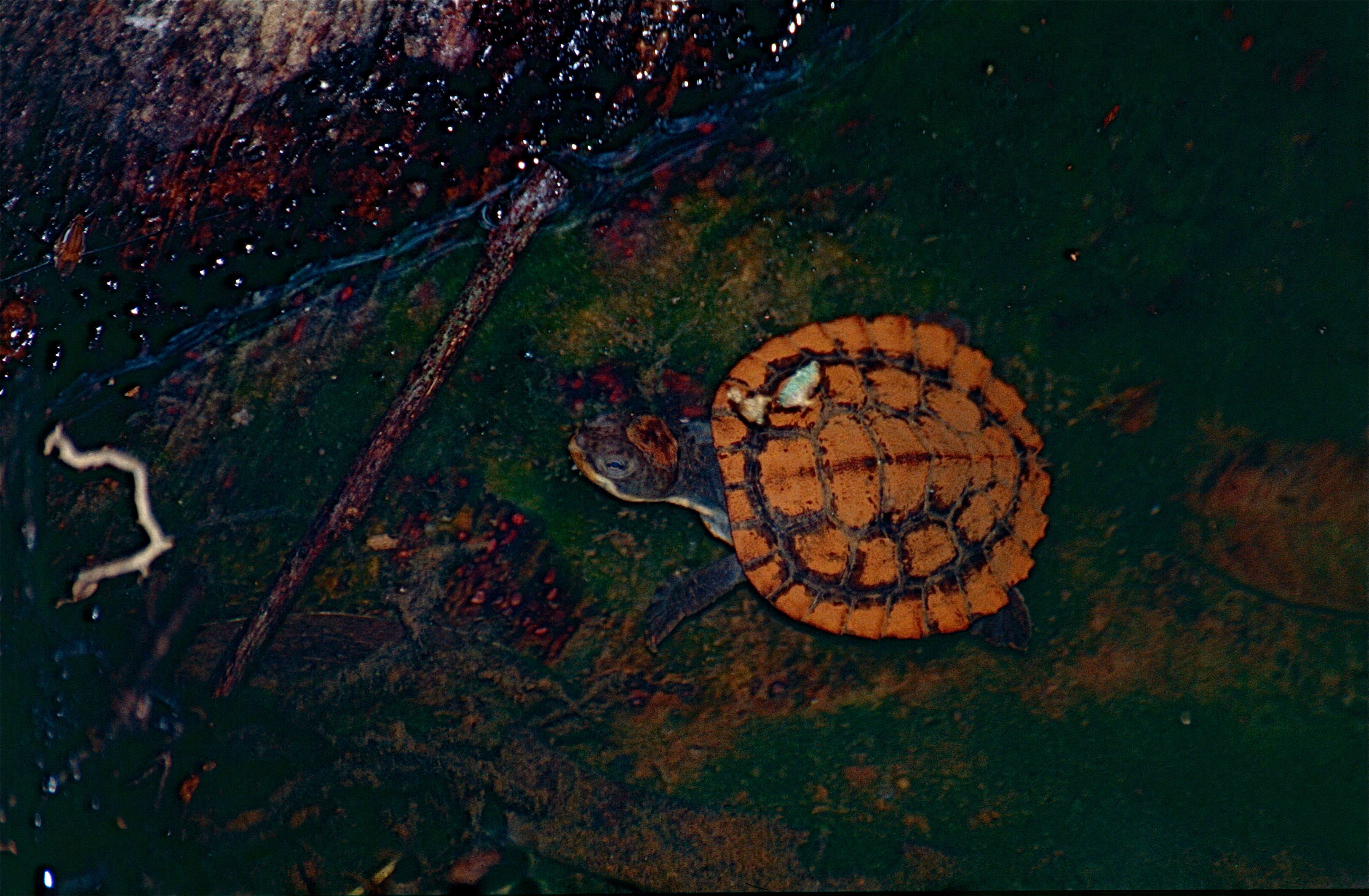 Sivun Myuchelys latisternum (Gray 1867) kuva