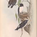 Sivun Artamus leucorynchus leucopygialis Gould 1842 kuva