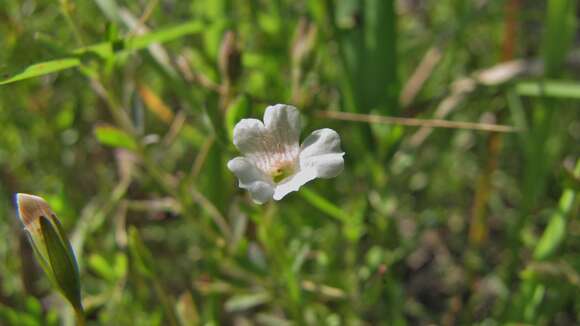 Image of Axil-Flower