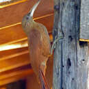 Image of Great Rufous Woodcreeper
