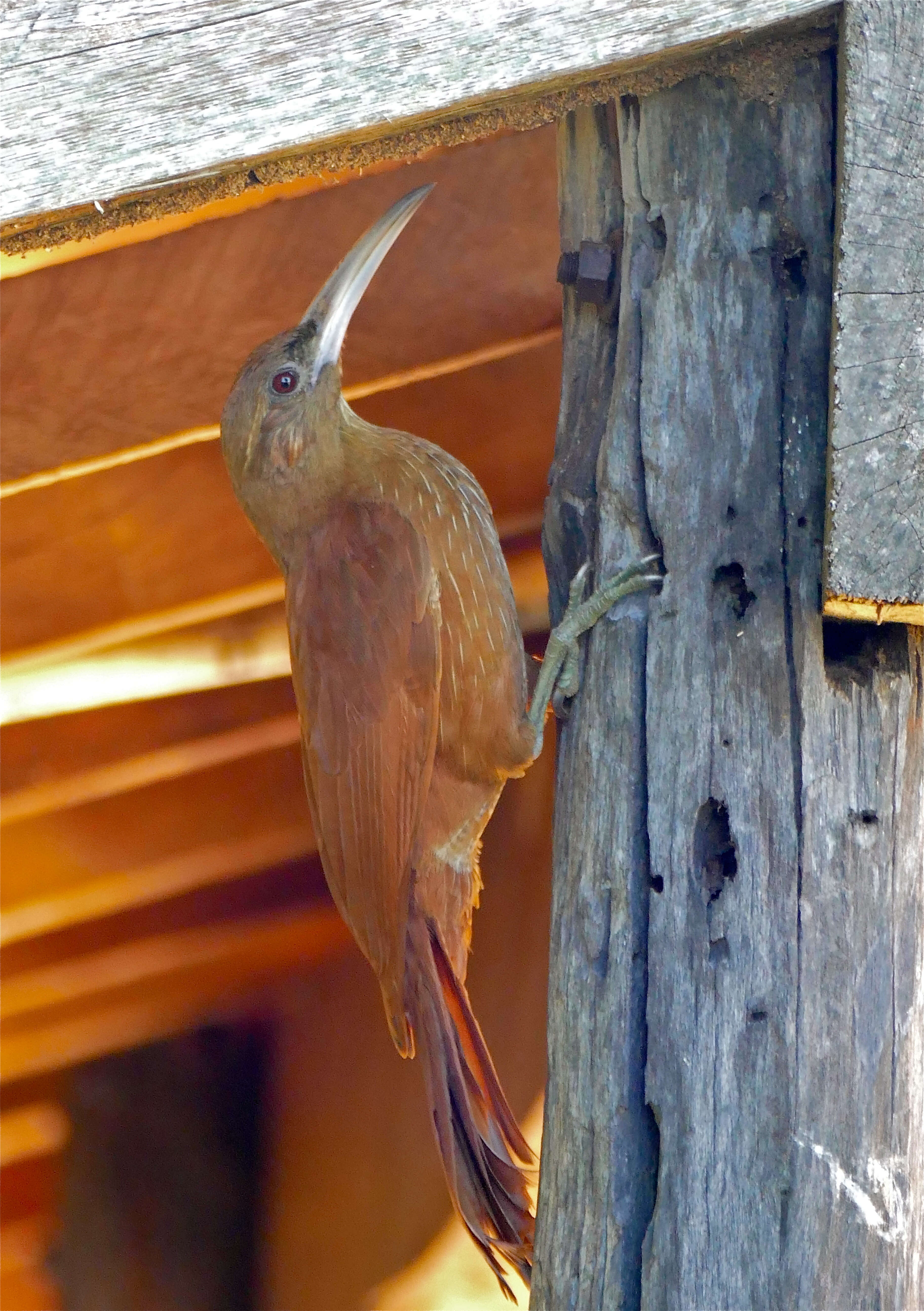 Image of Great Rufous Woodcreeper