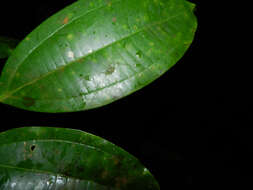 Image of Miconia hondurensis Donn. Sm.