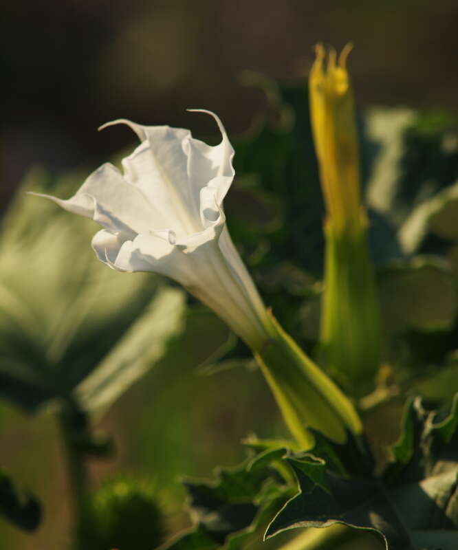 Image de Datura