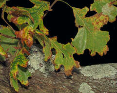 Image of Black Oak