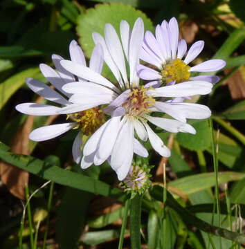 Image of Aster canescens