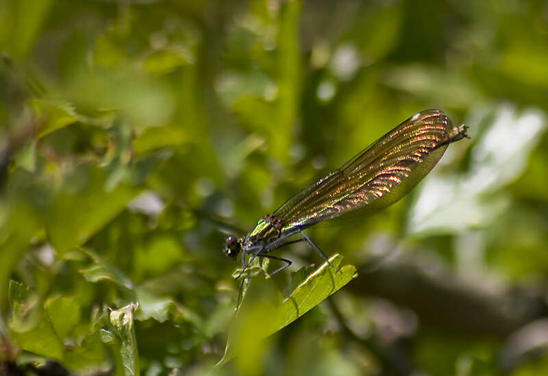 Imagem de Calopteryx Leach ex Brewster 1815