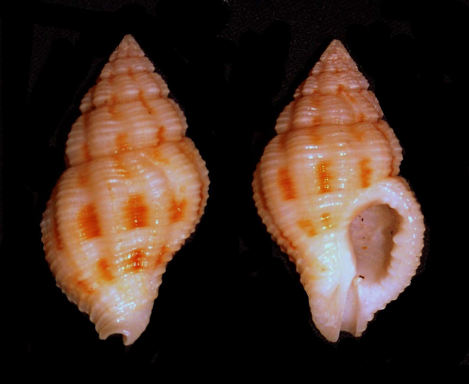 Image of Pseudomelatomidae J. P. E. Morrison 1966