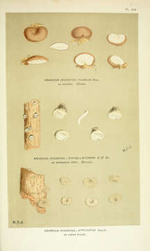 Image of Agaricus cyphellaeformis