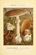 Image of Amanita