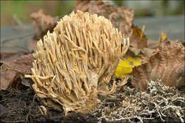 Слика од Ramaria stricta (Pers.) Quél. 1888