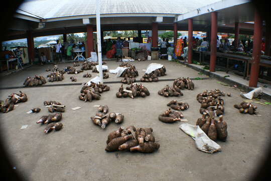 Image of colocasia