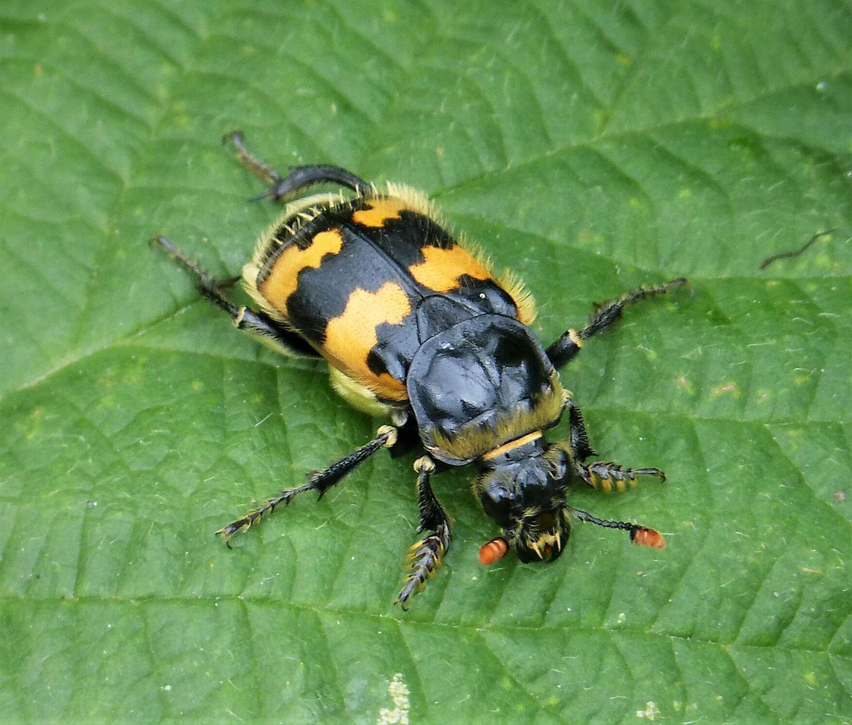 Nicrophorus (Nicrophorus) vespillo (Linnaeus 1758) resmi