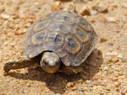 Image of Speke's Hinged Tortoise