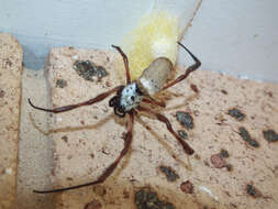 Image of Nephilidae