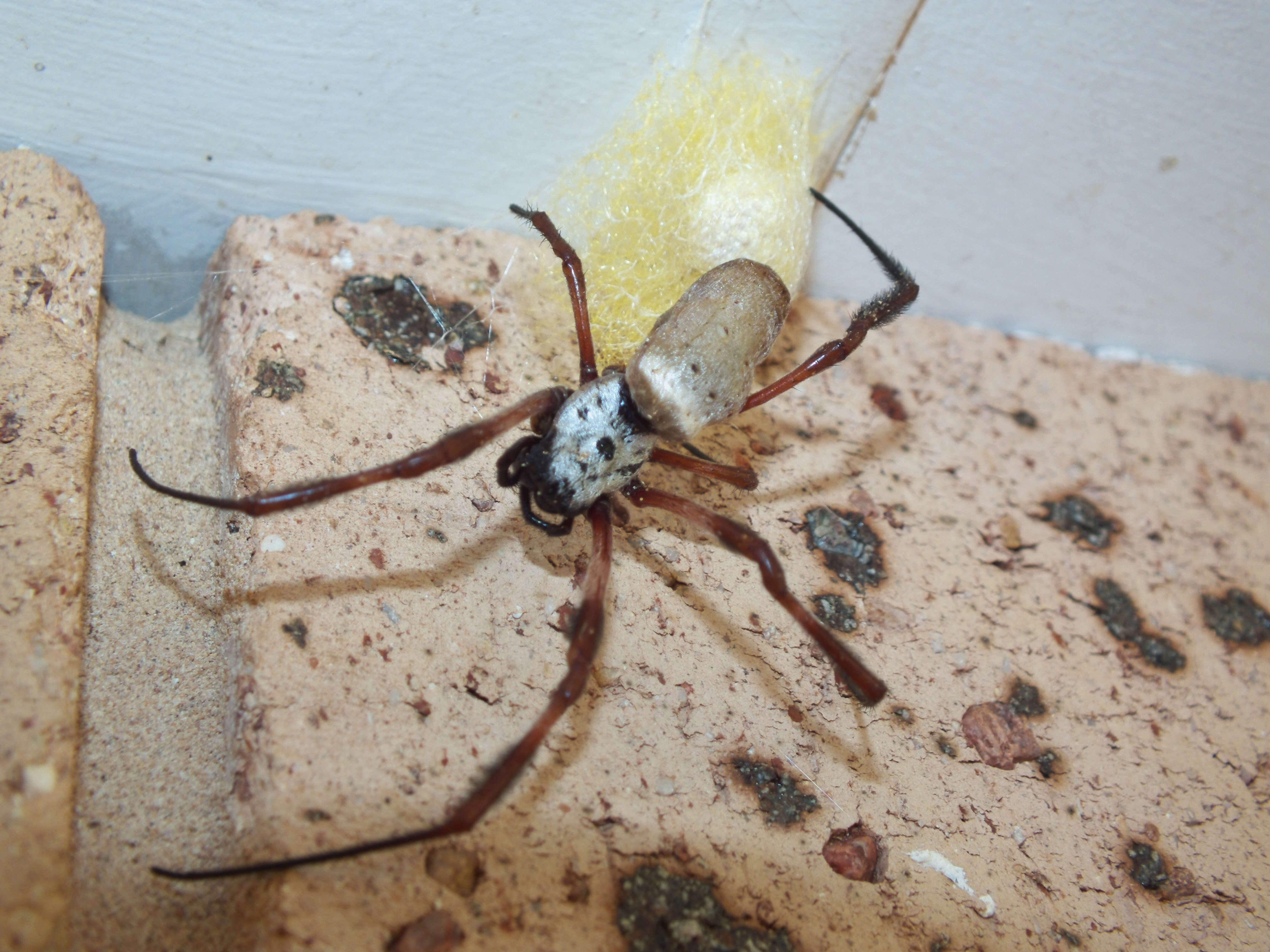 Image of Nephilidae