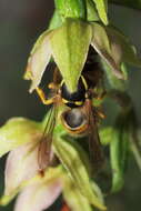 Image de Epipactis helleborine subsp. helleborine