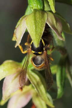 Image of Young's helleborine