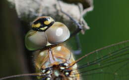 Image of hawker dragonfly