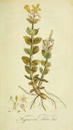 Sivun Hypericum elodes L. kuva