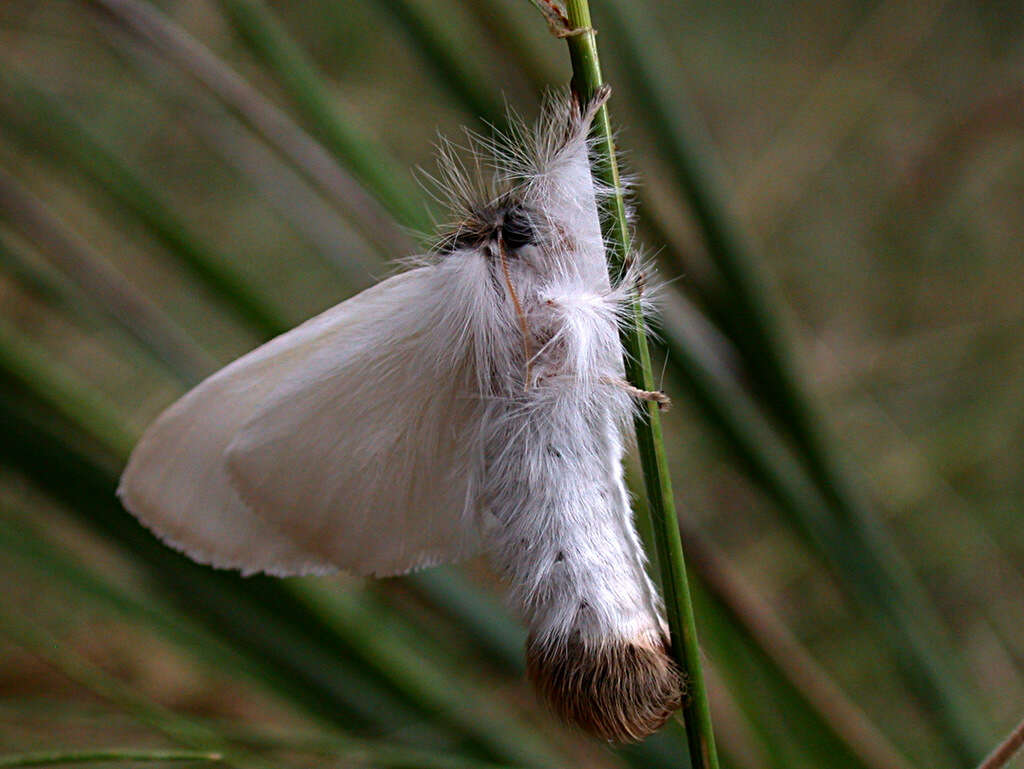 Image of Trichiocercus sparshalli Curtis