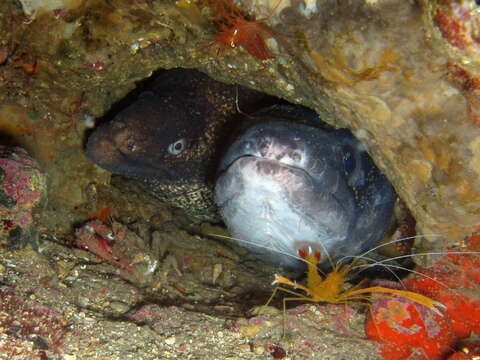 Image of moray, murry