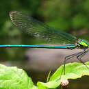 Sivun Calopteryx angustipennis (Selys 1853) kuva