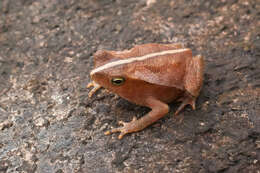 Image of beaked toads