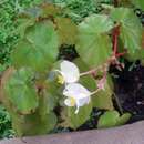 Image of Begonia wrightiana A. DC.