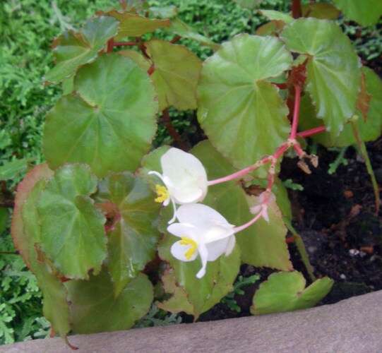 Image of Begonia wrightiana A. DC.