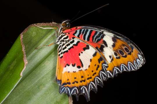 Image of Cethosia cyane Drury 1770