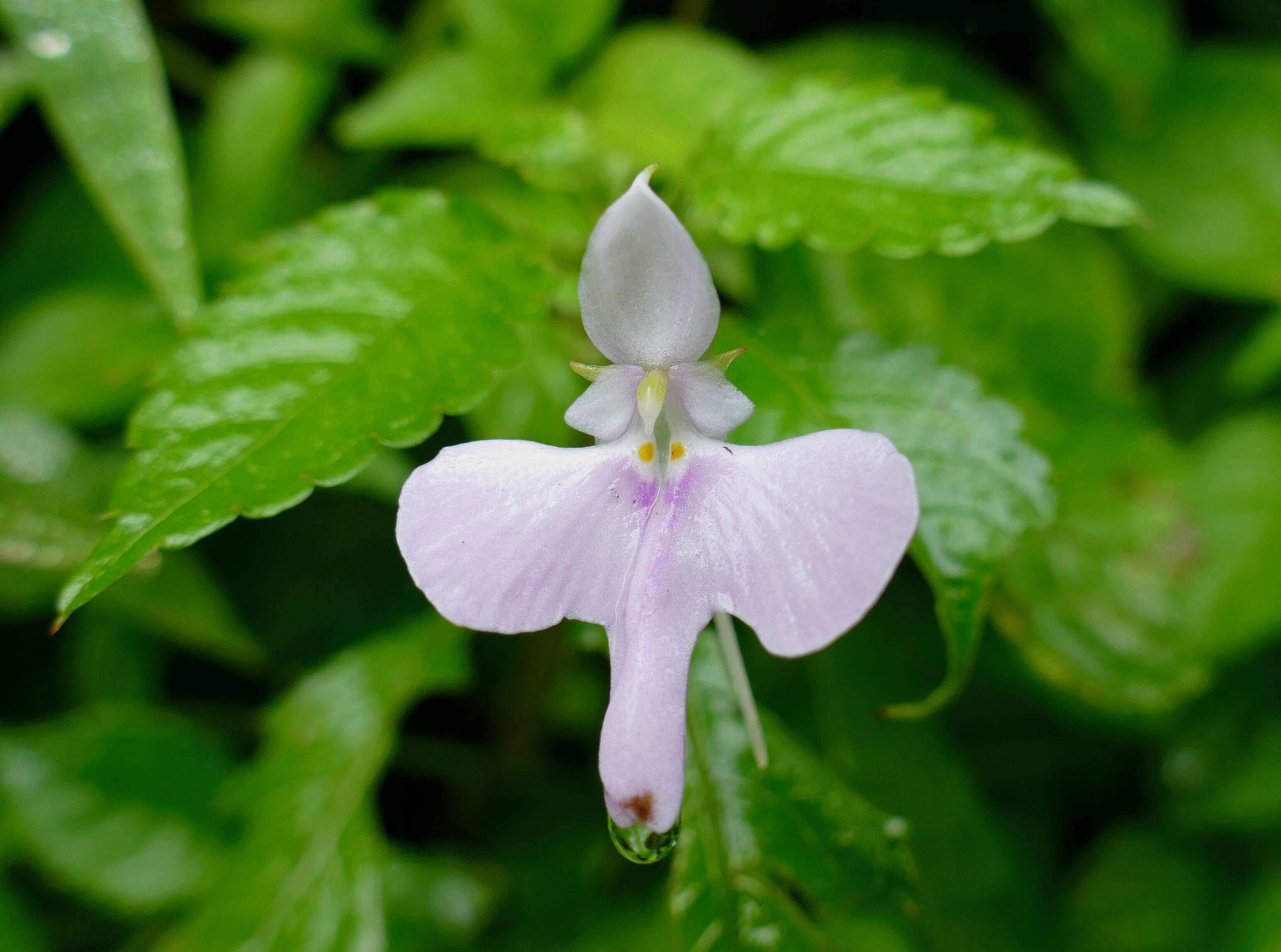 Image of Common wild impatiens