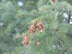 Image of Douglas-fir